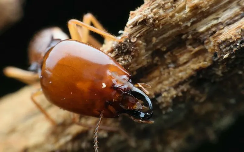 Mối đang phá hoại gỗ nội thất trong nhà, dấu hiệu rõ ràng cần xử lý mối sớm Mối đang phá hoại gỗ nội thất trong nhà, dấu hiệu rõ ràng cần xử lý mối sớm